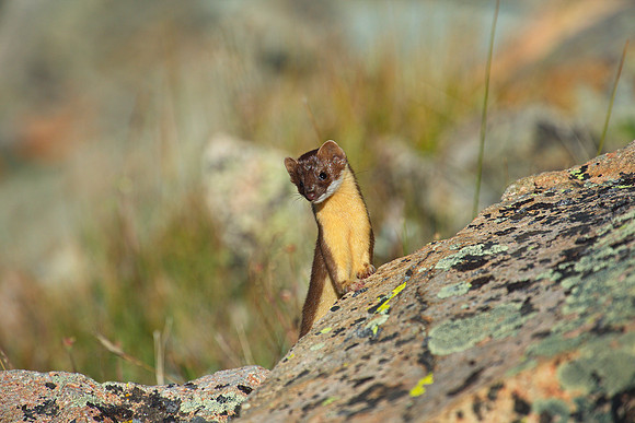 Long Tailed Weasel