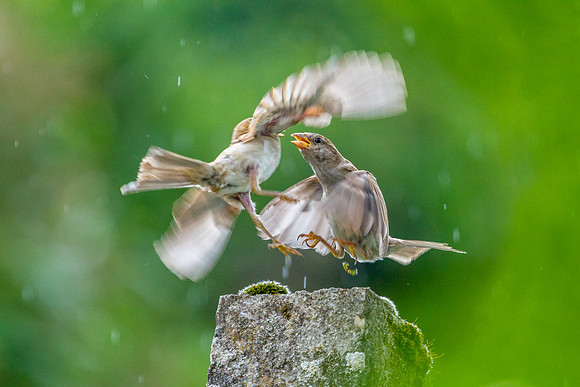 Showdown