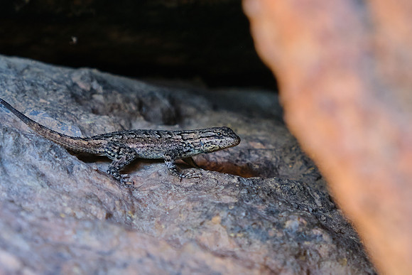 1/3 crop, ISO 640, 1/80sec, F7.1